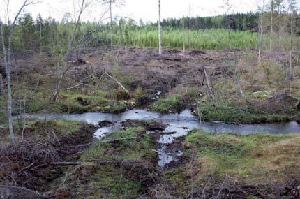 4. Körskador på torvmark nära vattendrag och sjöar Orsak: Omvandlingshastigheten av kvicksilver till metylkvicksilver är hög i torvmark
