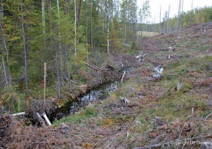 5. Körskador som påverkar naturvärden i lämnad hänsyn exempelvis hänsynsytor och