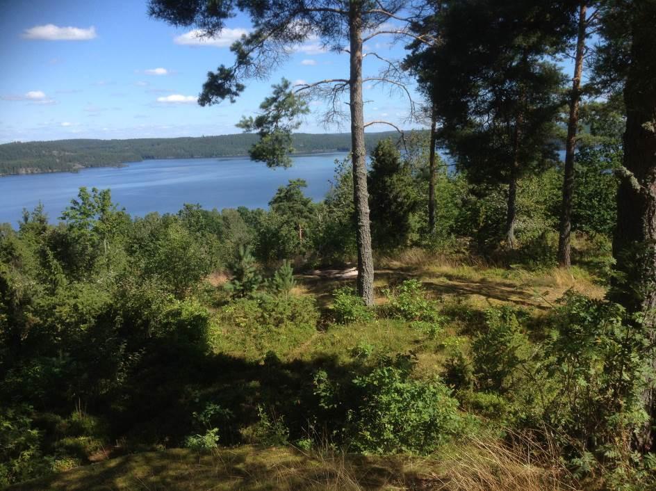 sid 12 Igenväxt skogsbete med mycket goda förutsättningar för restaurering. Gynna tallar vid urhuggningen. Ta bort sly och unga lövträd.