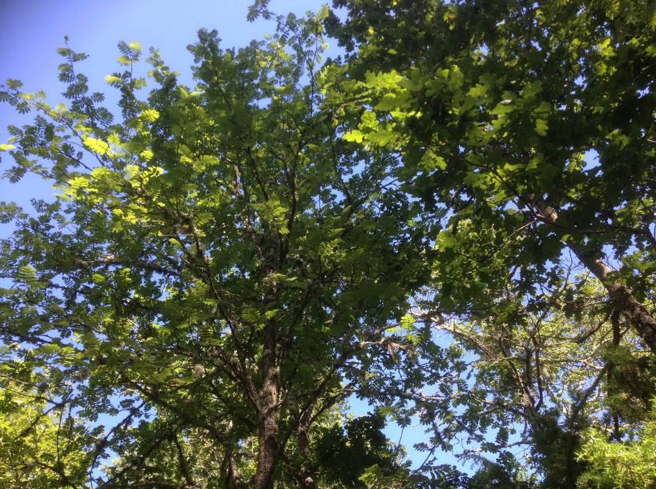 sid 14 Bland lövträden i skogsbetet finns många träd som behöver mycket mer plats samtidigt som det är allra viktigast att äldre barrträd får det soligt samt att