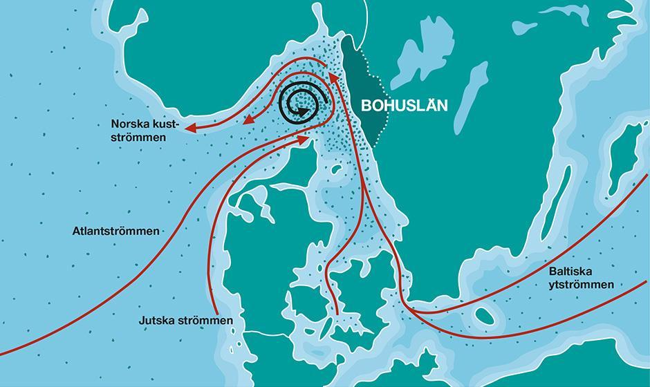 3.3 Strömmar Figur 3.1: Strömmar med skräp kring Bohuslän 14 Stora mängder plast når Bohusläns kust, då ytströmmar från den Jutska och Baltiska strömmen möts utanför kusten. 15 (Se figur 3.1).