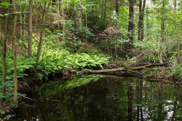 Platsen ligger i naturvärdesbedömningen inom ett identifierat objekt med fladdermushabitat 18. Manuell och automatisk registrering av fladdermöss 2017-08-12, mellan kl. 21.30 och 21.45.