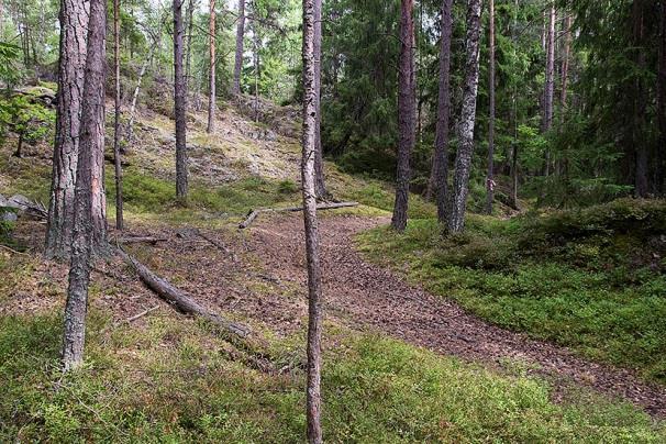 Lokal 4 - Haga skolväg O, 100 m SSO om Snickarekrogens gamla tomt, koordinat 6572275/1618786. Bullerpåverkad miljö med gles enskiktad sandtallskog.