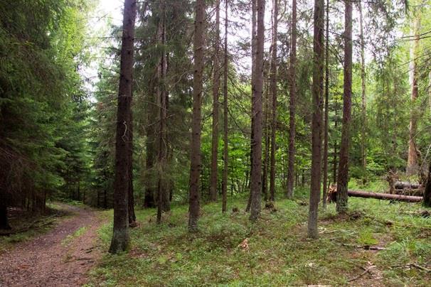 Bullrig miljö i gles lövskogsbrant med mestadels yngre triviallövträd och med inslag av ett och annat äldre barrträd. 2017-08-13, mellan kl. 01.00 och 01.10.