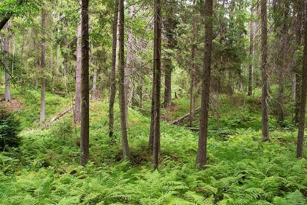 Lokal 7 - Gömmarbäcken V, 200 m O om Snickarkrogens gamla tomt, koordinat 6572349/1618939. Vegetationsrik och jämnfuktig bäckravin i flerskiktad granskog med rikt inslag av andra trädslag.