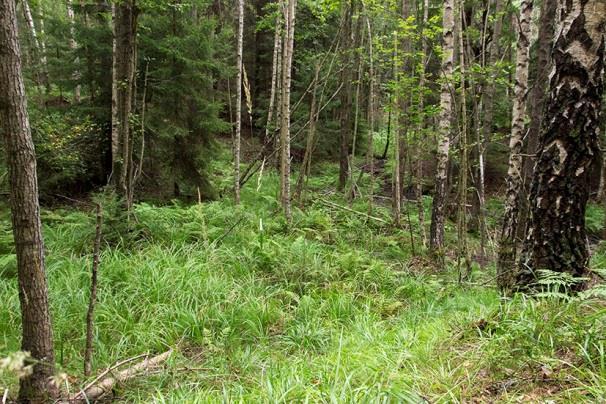 35 gjordes 4 registreringar av större brunfladdermus Nyctalus noctula, huvudsakligen sociala läten, och mer spritt under natten, 23.21-02.