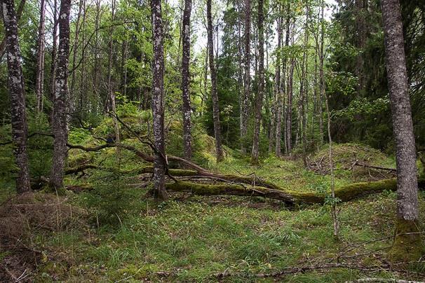 Vegetationsrik lövsumpskog i bäckravin, dominerad av högstammiga klibbalar och björkar. 2017-08-12, mellan kl. 23.30 och 24.00.