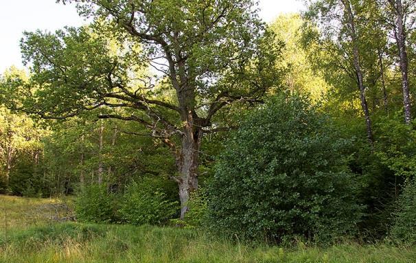 Varierande, flerskiktat lövskogsbryn med en fristående ekjätte, mot öppen gräsmark. Platsen ligger i naturvärdesbedömningen inom ett identifierat objekt med fladdermushabitat 18. 2017-08-13, 22.40 22.