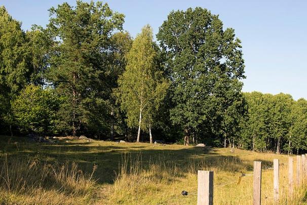 Måttligt god insektstillgång. Vid tillfället gjordes inga registreringar av fladdermöss. Lokal 14 - Brotorp SV, 750 m ONO om Visättrahallen, koordinat 6568319/1624028.