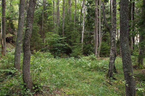 Lokal 16 - Småbruket O, 650 m OSO Visättrahallen, koordinat 6567999/1623965. Fuktig, aldominerad lövsumpskog med frodig fältvegetation.