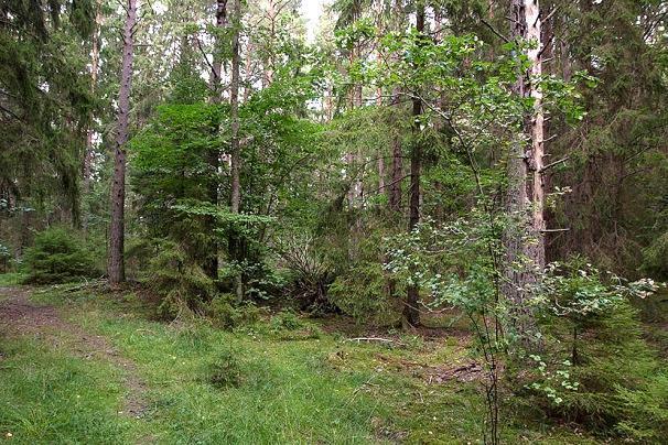 Måttligt god insektstillgång. Vid tillfället gjordes inga registreringar av fladdermöss. Lokal 17 - Brostuhagen V, 1 km O om Visättrahallen, koordinat 6568209/1624336, ganska luckig, örtrik blandskog.