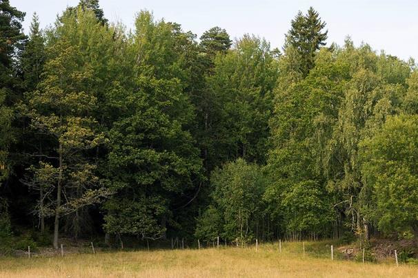 Platsen ligger enligt naturvärdesbedömningen intill ett identifierat objekt med fladdermushabitat 18. 2017-08-11, mellan 23.15 23.25. Månljust och klart väder med frisk bris och temperatur 16-18 C.