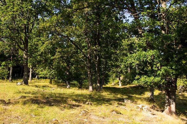 Lokal 28 - Össjö N, 200 m NV om Gladö ridhus, koordinat 6566171/1625360. Betad ekhage med medelgrova, fristående och vidkroniga ekar.