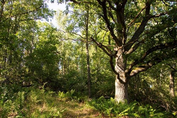 En uppklarnande och ganska kylig natt, med fallande temperaturer, 8-15 C. Under natten gjordes 1 registrering av mustasch- /Brandts fladdermus (22.52), 1 av större brunfladdermus (00.