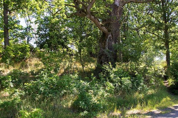 Mörkt och klart väder, temperatur 11-13 C, vindstilla och ganska jämnt brus, 45-47 db, från större vägar. Mycket god insektstillgång. Vid tillfället gjordes 40 registreringar, 22.40, 22.42-22.43, 22.