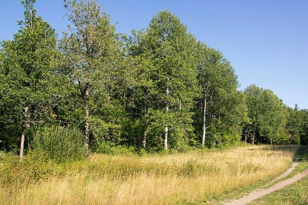 Lokal 34 - Ektorget O, 200 m S om Sundby gård, koordinat 6566248/1626403. Luckigt lövbryn med stort inslag av äldre ädellövträd mot öppen gräsmark. 2017-08-26, 00.50 01.10.