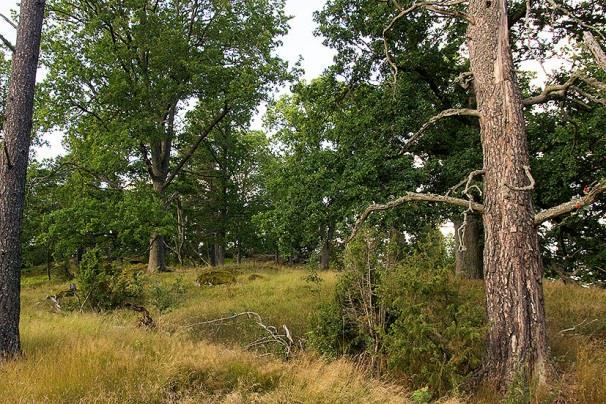 Jämn och låg bullernivå, runt 38 db. God insektstillgång, med kraftig bakgrundssymfoni av hopprätvingar. Vid tillfället gjordes endast 1 svag registrering av dvärgpipistrell (01.10).