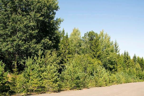 Mörkt och klart väder, vindstilla och temperatur 13-15 C. Oregelbunden bullernivå med spikar från trafiken på väg 259, 39-42(-50) db. Måttligt god insektstillgång.