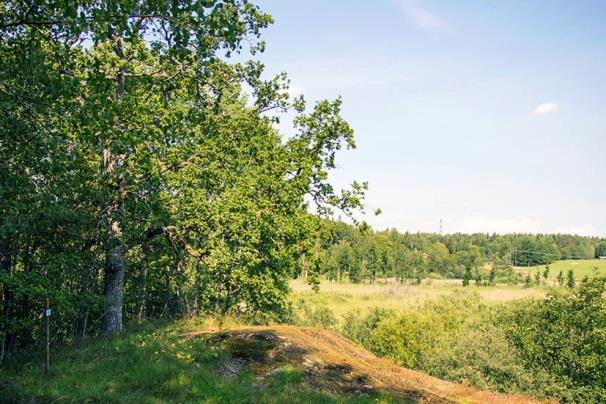 Luckigt lövbryn med stort inslag av ädellövträd mot bergbrant som stupar ner i buskig våtmark vid Lissmasjön. Platsen ligger inom ett identifierat objekt med fladdermushabitat 18.