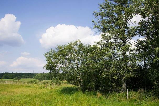 Lokal 47 - Lissma, 100 m SO om Lissmasjön, koordinat 6563610/1629547. Buskrikt lövbryn mot öppen betesmark och våtmarker vid Lissmasjön.