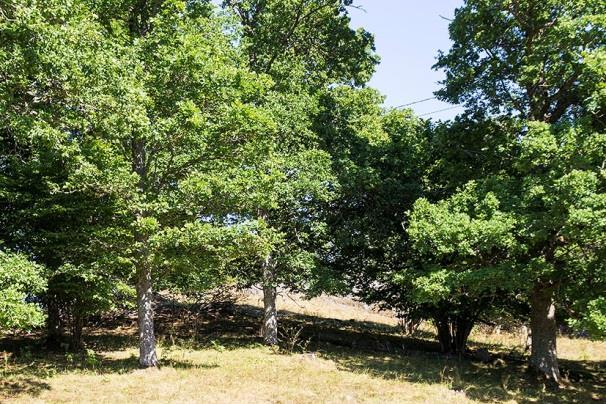 Lokal 50 - Lissma OSO, 500 m OSO om Lissma gård, koordinat 6563633/1630380. Glest blandbryn mot bergknallar, gräs- och buskmark i kraftledningsgata.