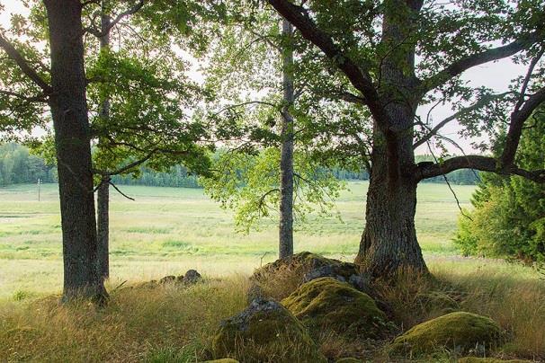 50 01.00. Månljust och klart väder, vindstilla med temperatur 12-14 C, och ganska svagt brus, ca 36-42 db, från större vägar. Måttlig insektstillgång.