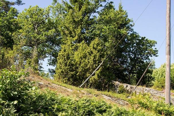 Lokal 51 Lissma ONO, 300 m ONO om Lissma gård, koordinat 6563868/1630139. Ekhage med medelgrova till grova glest stående ekar i fårbetesmark.