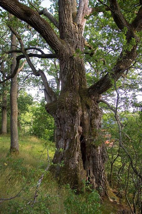 1 Fältinventering av yngelkoloniplatser och övriga habitat Fältinventeringarna utgick från tidigare analyser av förutsättningar för fladdermöss i området 18, 19.