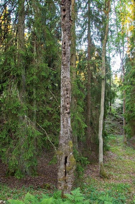 Inom de utvalda områdena lades störst vikt vid de biotoper och landskapselement som i förväg utpekats som potentiella fladdermushabitat.