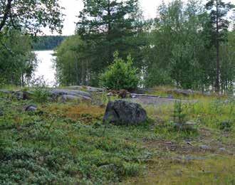 Gömsle vid Mjölkuddstjärn Naturvård Norra delen av Notviksgrönnan har röjts av.