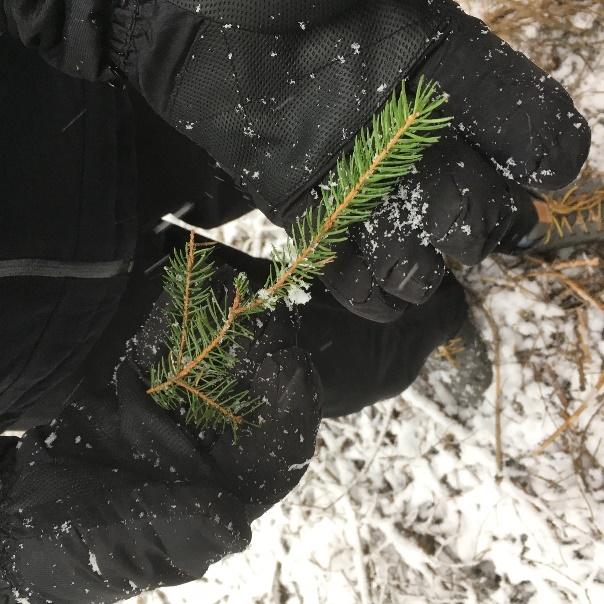 Vi hittar granbarr till receptet och klarar två fällor. Vargsvansen och drakens klo. Vi hittar träd med färgmarkering på, där letar vi tills vi hittar kristaller i samma färg.