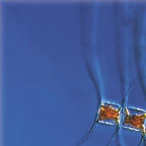 and Nodularia spumigena*. Ytansamlingarna höll i sig halvvägs till BCS III- där de avtog, men syntes som pollenlika korn i vattnet.