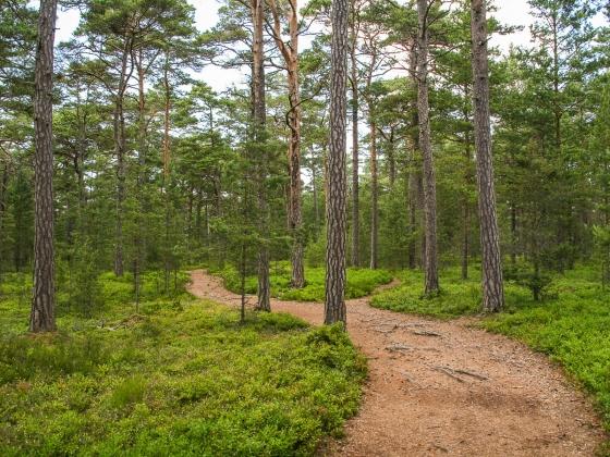 Efter solnedgången bjuder en stort antal fyrar på ett mäktigt skådespel ute på havet. Sandhamns unika tallskog. Hela inre Sandön är täckt av tallskog där det inte heller är tillåtet att bygga.