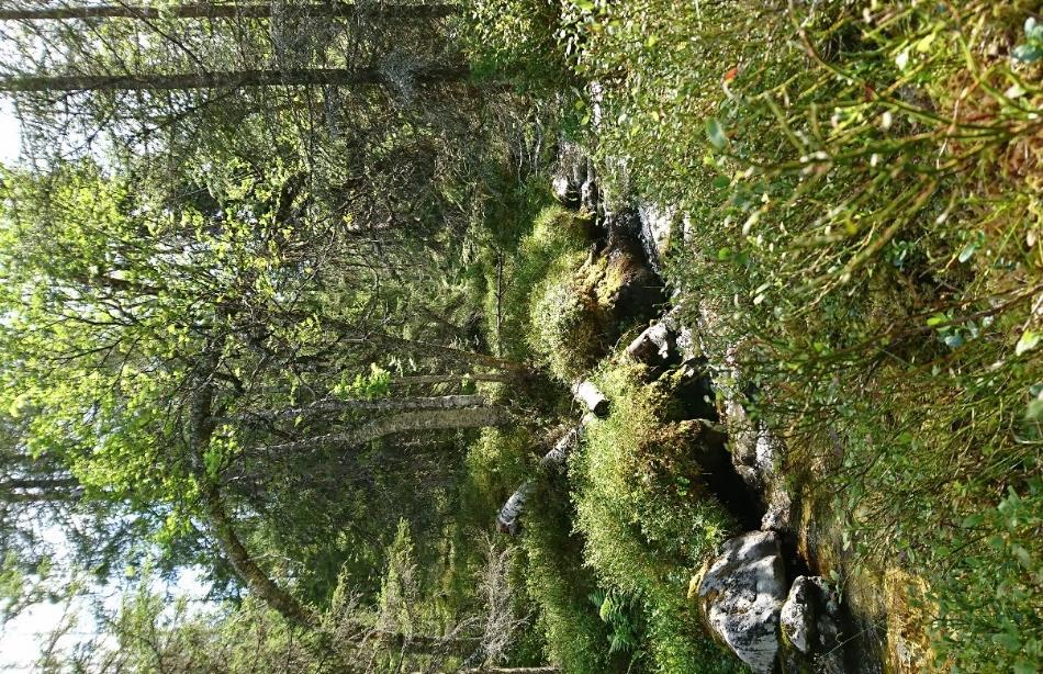 6.1 Naturvärdesobjekt Här beskrivs de naturvärdesobjekt som identifierats vid inventeringen.