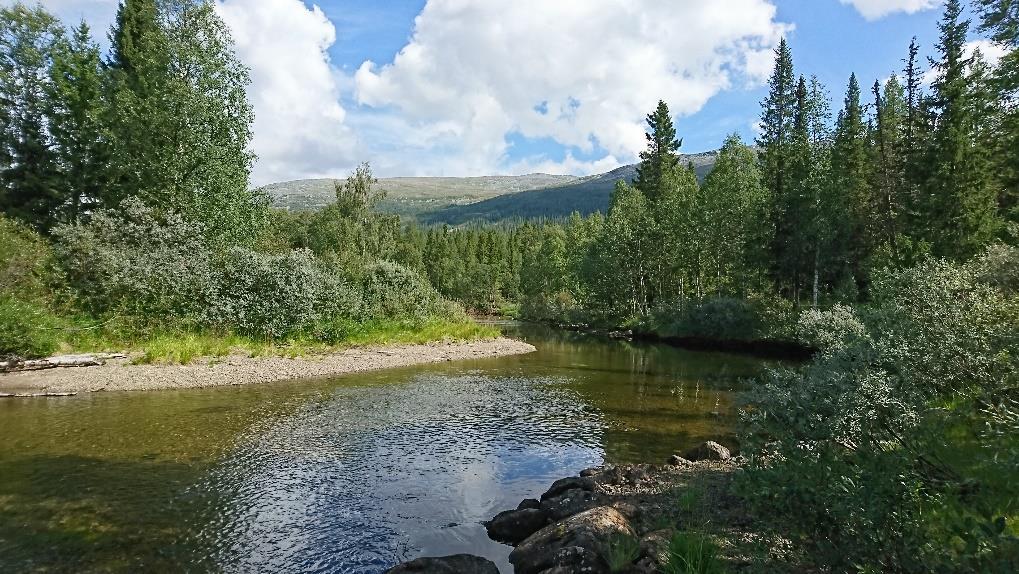 därför endast inventerats översiktligt. På den del som inventerades påträffades dock inga naturvärdesarter.