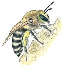 Harklöversidenbi Colletes marginatus Harklöver Trifolium arvense English Outdoor recreation area Gamla Uppsalastråket is located north of the City of Uppsala, just south of Kungshögarna in Gamla