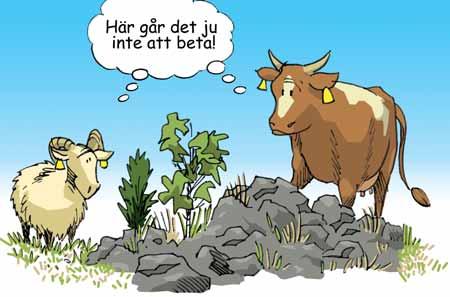 Exempel På betesmarken finns ett område med täta busksnår som gör det svårt för djuren att beta (område X). Området X är 0,02 hektar (200 kvadratmeter).