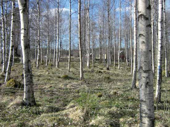 I trädområde B måste du räkna antalet träd per hektar för att se om du kan