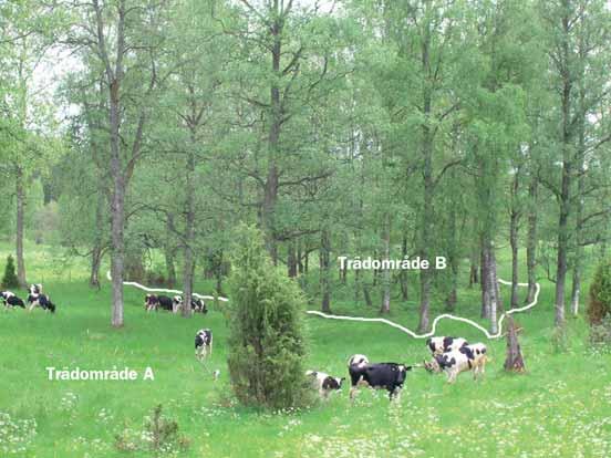 Du kan söka stöd för trädområde A.