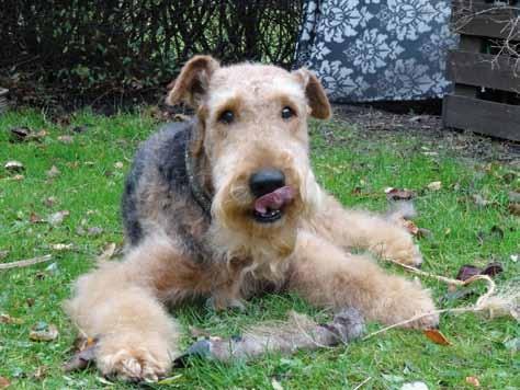 Det var härligt att se olika terrierraser, 26 ekipage representerade 16 olika terrierraser, allt från den lilla söta silketerriern till våra stora vackra airedaleterrier.