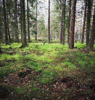 00, i Vrena kl 11.00. Båttur på Hallbosjön. Besök vid Vrena Grönt, som är ett hav av blommor och grönt, och vid Vrena Vilt, som hanterar viltkött. Max. 24 pers. Pris inkl.