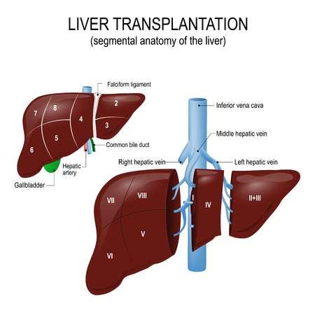 rejektion, neurokognition Framtiden? Bättre förstå och behandla AFL UNS! Immunsystem under utveckling dysreglering leder till leversvikt?