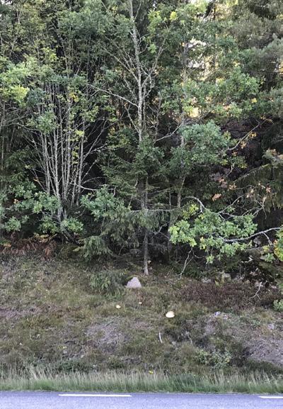 I öppet landskap utgörs markskiktet av gräs och örter, i mer sluten skogsmark utgörs det av ris, gräs och örter.