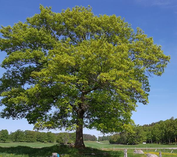 I det fall avbaningsmassor inte räcker till täcks slänternas översta skikt med mineral-/växtjord och besås med ängsfröblandning anpassat till den omgivande marken.