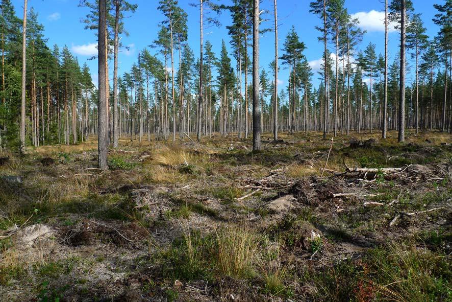 Försökslokal Marma, 6 km S Älvkarleby Bergvik Skog / Stora Enso, distrikt Dalälven Areal: 37.