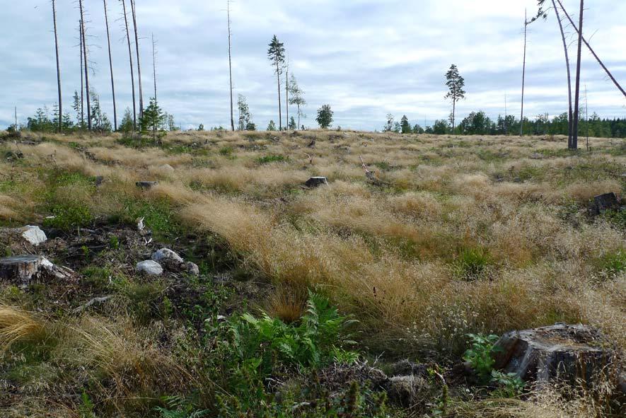 Försökslokal Morkarla, 3 km SO Österbybruk Bergvik Skog / Korsnäs, Region Uppland Areal: 7.