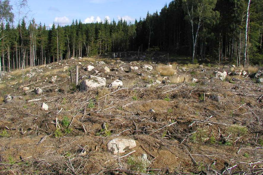 Försökslokal Mehedeby, 12 km NV Tierp Bergvik Skog / Stora Enso, distrikt Dalälven Areal: 18.