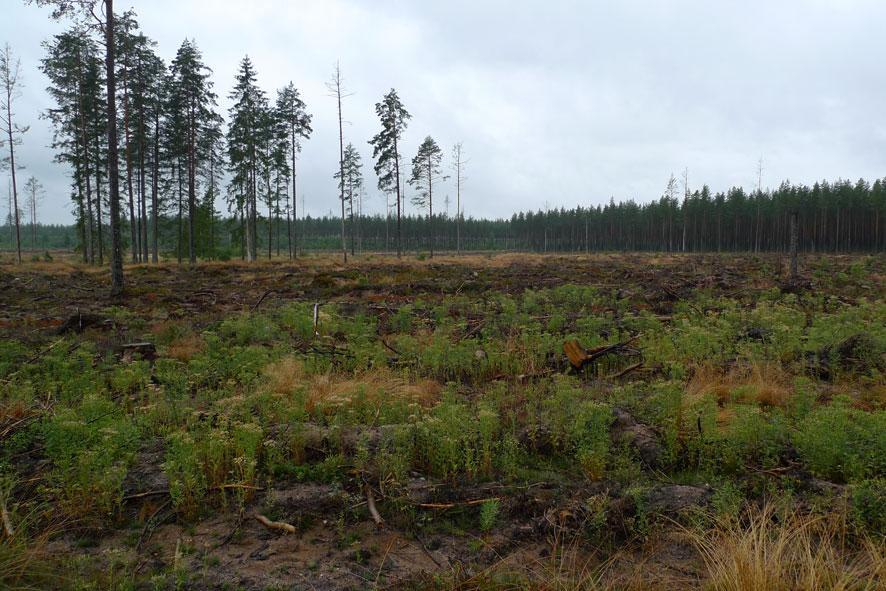 Försökslokal Nionberg, 9 km NV Tierp Bergvik Skog / Korsnäs, Region Uppland Areal: 17.