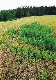 Habitat and nesting site of the Whimbrel at Kulbäcksliden. The first photo shows the surroundings of the nest (two metres to the right of the pole) facing north on 15 June.