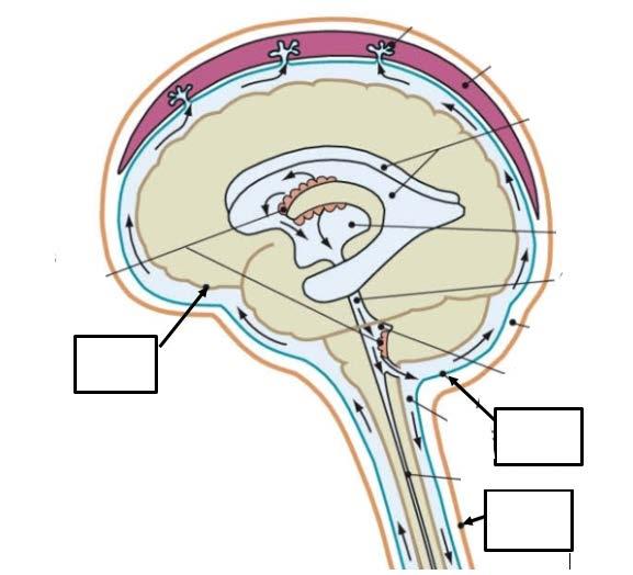 6. Nervsystemet med sinnesorganen Kodnr. Föreläsare: Anna Carin Aho (Max 10 p) 1. Hjärnan och ryggmärgen omges av tre hinnor. Ange namnen på hinnorna på bilden nedan.